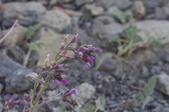 Boechera subpinnatifida