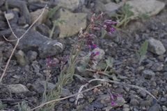 Boechera subpinnatifida