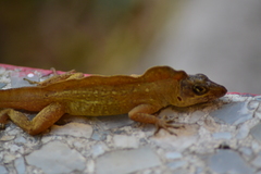 Anolis