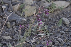 Boechera subpinnatifida