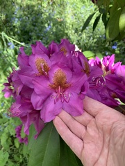 Rhododendron