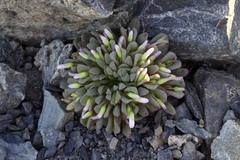 Claytonia saxosa