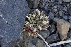 Claytonia saxosa