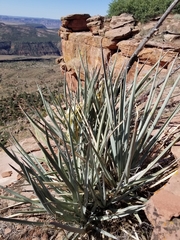 Yucca baccata baccata