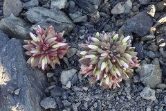 Claytonia saxosa