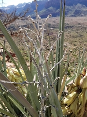 Yucca baccata baccata