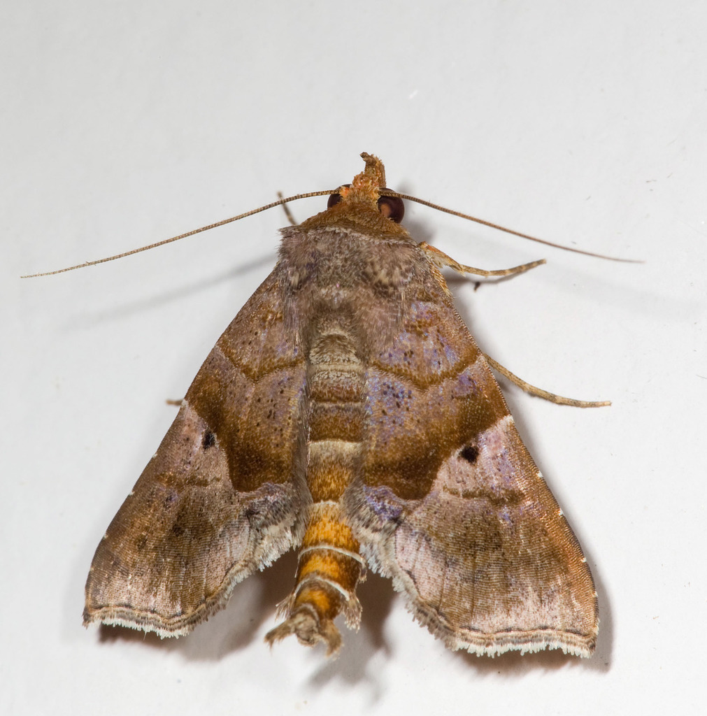 Cecharismena nealcesalis
