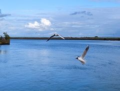 Chroicocephalus ridibundus