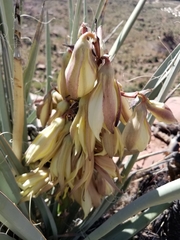 Yucca baccata baccata