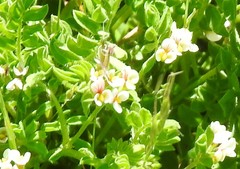 Ornithopus perpusillus