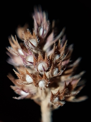 Thymus algeriensis