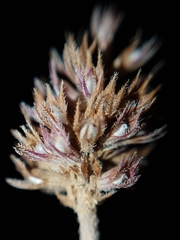 Thymus algeriensis