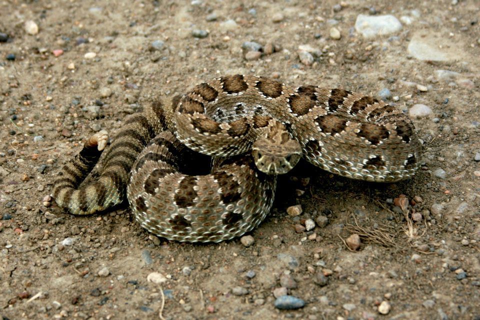 Prairie Rattlesnake from Plover Study Site on June 22, 2012 by Corey ...