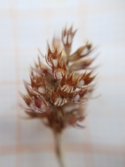 Thymus algeriensis