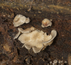 Clitocybe pleurotus