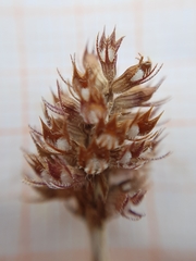 Thymus algeriensis