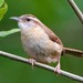 Carolina Wren - Photo (c) BJ Stacey, some rights reserved (CC BY-NC)