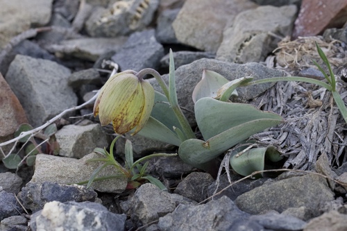 Image of Fritillaria glauca by (c) Arvel Hernandez, some rights reserved (CC BY)