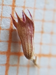 Thymus algeriensis