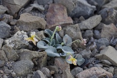 Viola purpurea integrifolia