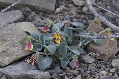 Viola purpurea integrifolia