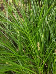Carex remota