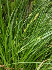 Carex remota