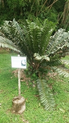 Encephalartos ferox