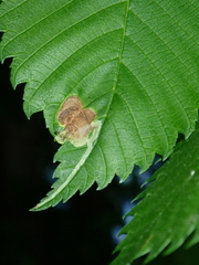 Agromyza aristata