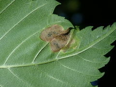 Agromyza aristata