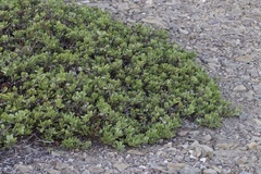 Arctostaphylos nevadensis