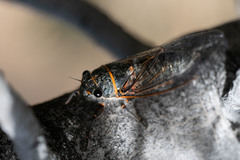 Platypedia mohavensis