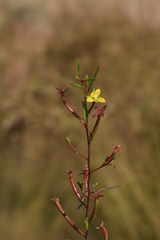 Ludwigia abyssinica