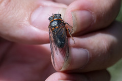 Platypedia mohavensis