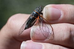 Platypedia mohavensis