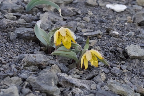 Image of Fritillaria glauca by (c) Arvel Hernandez, some rights reserved (CC BY)