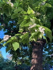 Catalpa
