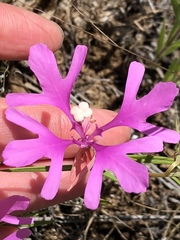 Clarkia pulchella
