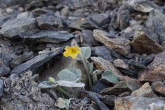 Viola purpurea integrifolia