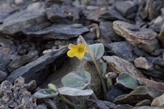 Viola purpurea integrifolia