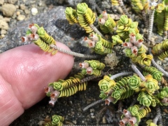Pimelea microphylla