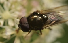 Cheilosia scutellata