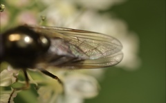 Cheilosia scutellata