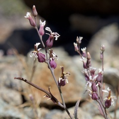 Streptanthus batrachopus
