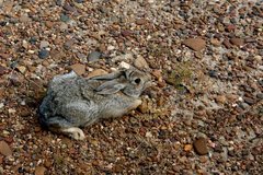 Sylvilagus nuttallii