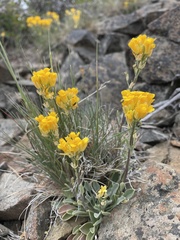 Physaria occidentalis