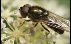 Cheilosia scutellata