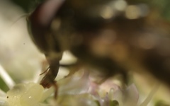 Cheilosia scutellata