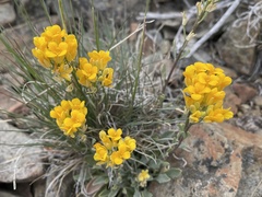 Physaria occidentalis