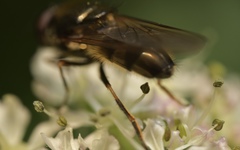 Cheilosia scutellata